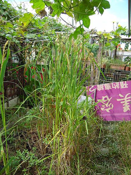 旱稻 (2).JPG 旱稻 (2).JPG