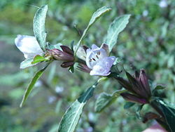 250px-Hygrophila_pogonocalyx