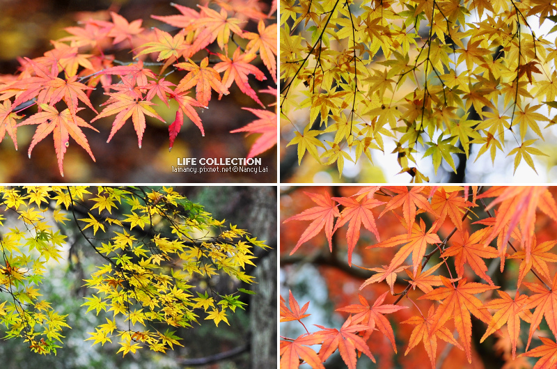 日本千葉 成田山新勝寺 成田山公園 Life Collection 痞客邦