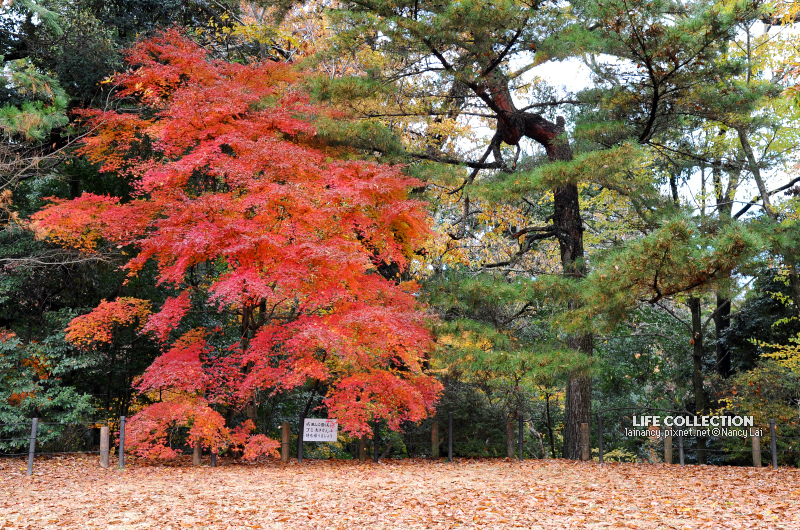 日本千葉 成田山新勝寺 成田山公園 Life Collection 痞客邦