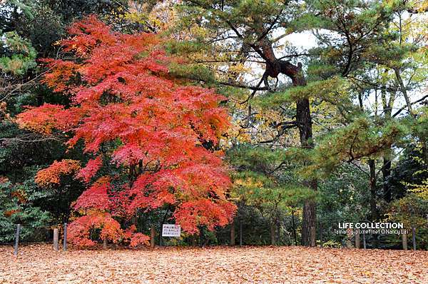 日本千葉 成田山新勝寺 成田山公園 Life Collection 痞客邦