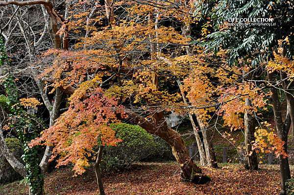 日本千葉 成田山新勝寺 成田山公園 Life Collection 痞客邦