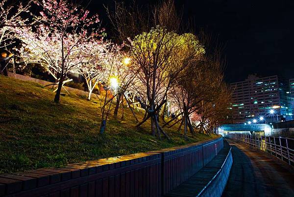 樂活公園夜櫻一景.jpg