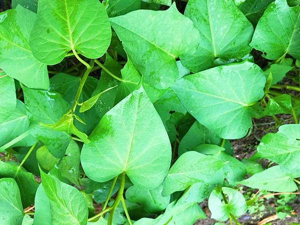 01-7IMG_9824.JPG 01-7IMG_9824.JPG