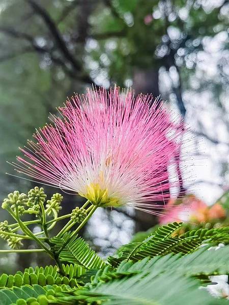 馬纓花.jpg 馬纓花.jpg