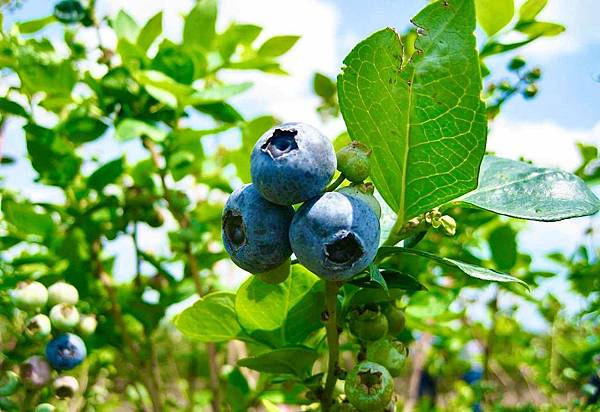 南高叢藍莓相當適合在台灣栽種,產季一到便能結實纍纍(圖片提供/昌佳致).jpg 南高叢藍莓相當適合在台灣栽種,產季一到便能結實纍纍(圖片提供/昌佳致).jpg