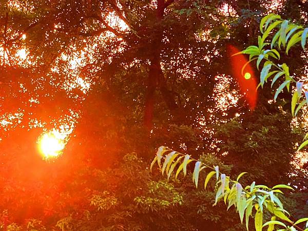 吃藍莓接收到來自宇宙神奇強大能量功效價值 吃藍莓接收到來自宇宙神奇強大能量功效價值