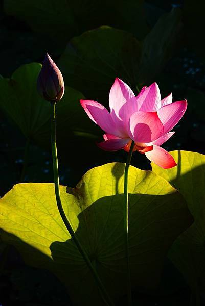 三昧真火神奇治病修復變健康的功效 三昧真火神奇治病修復變健康的功效