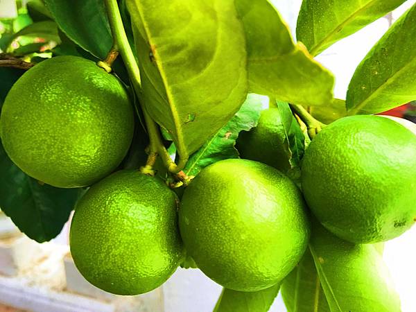 過午不食提升超凡靈性與氣場能量的益處及神奇功效價值 過午不食提升超凡靈性與氣場能量的益處及神奇功效價值