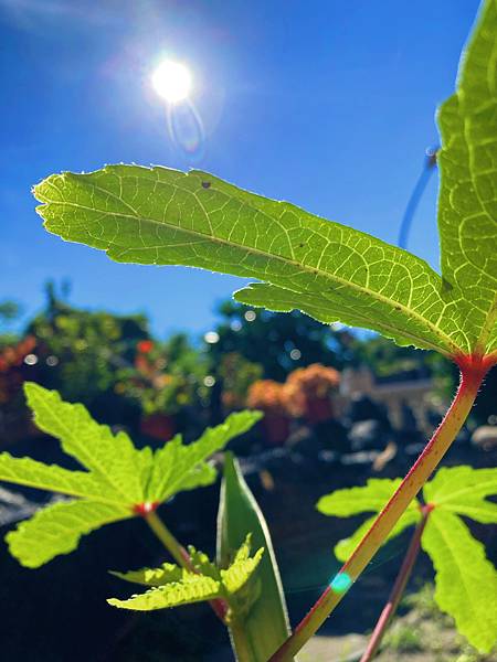 過午不食提升超凡靈性與氣場能量的益處及神奇功效價值 過午不食提升超凡靈性與氣場能量的益處及神奇功效價值
