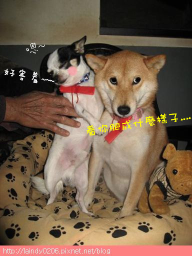 偶的小情郎 偶的小情郎