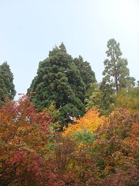 越往高處紅葉越多