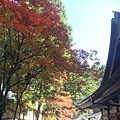 紅楓、寺院