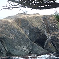 經島(居然沒海鷗)