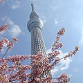 天空樹和櫻花2
