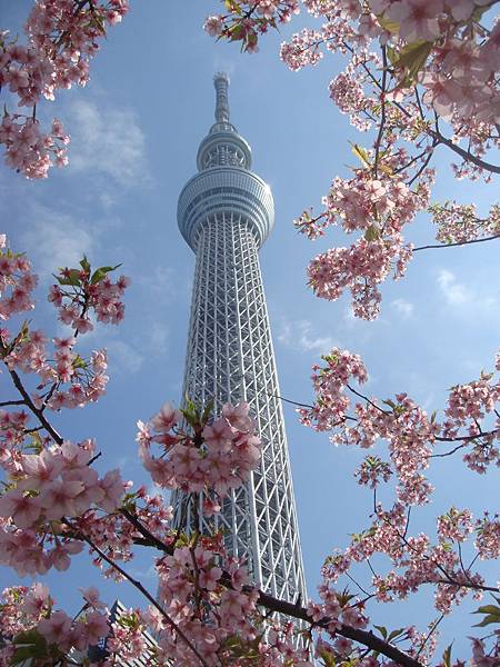 天空樹和櫻花4