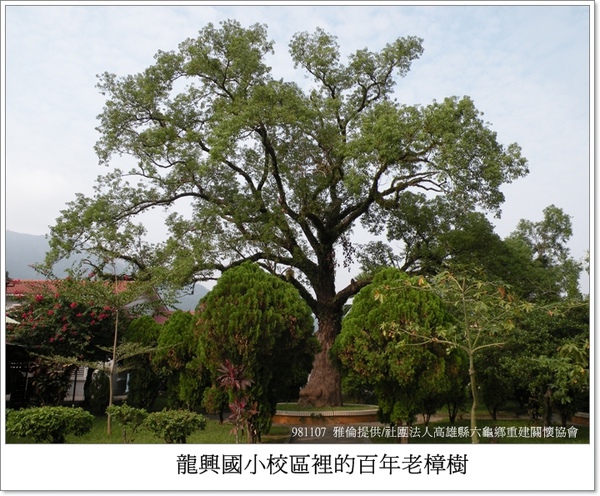龍興國小校區內的百年老樟樹 龍興國小校區內的百年老樟樹