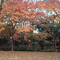 2013-12-06 16.11.36 HDR.jpg