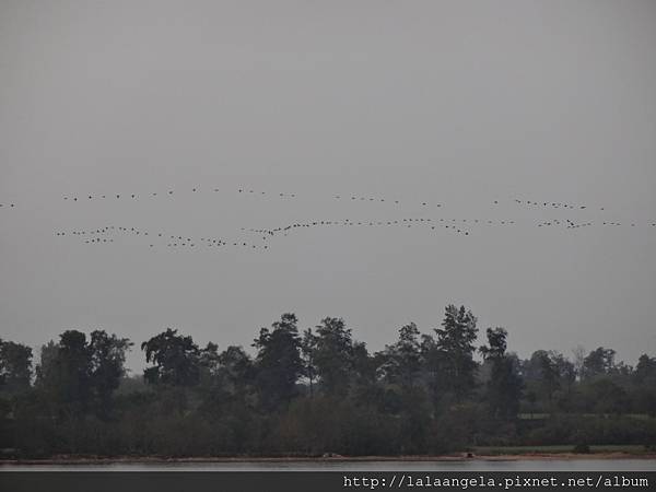 慈堤的歸鳥大軍.jpg