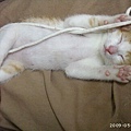 自己玩抽繩玩到睡著，噗!