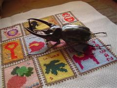 DSC01233 (WinCE).JPG DSC01233 (WinCE).JPG