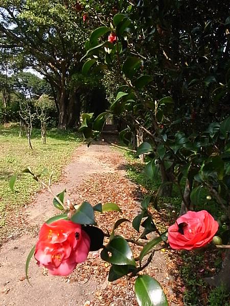 山茶花開了