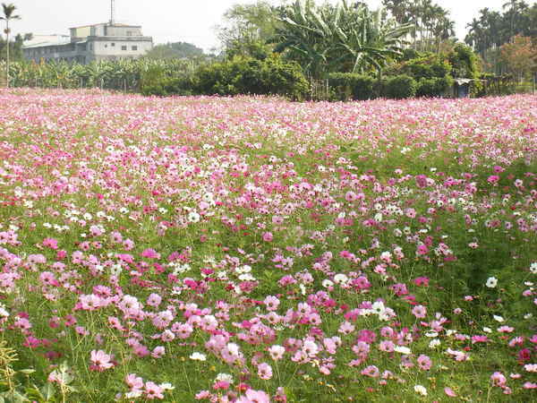 好多小花