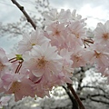 重瓣櫻花