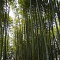 高台寺也有小小一片竹林