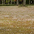 後樂園，櫻花都在地上 XD