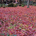 圓光寺．紅葉地毯