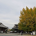 西本願寺大銀杏