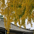 西本願寺大銀杏