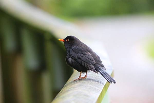 20130922 Blackbird