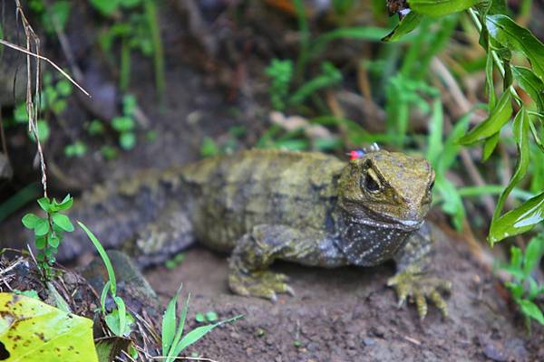 20130922 Tuatara