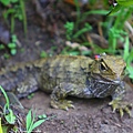 20130922 Tuatara