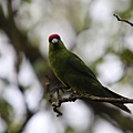 20130922 Kakariki