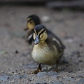 20130922 Duckling