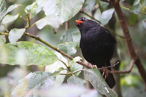 20130922 Blackbird