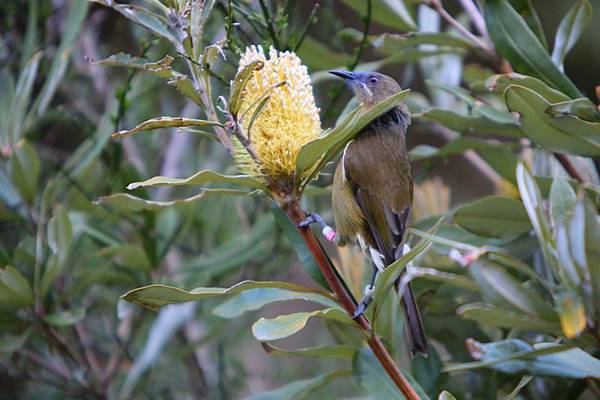 20130915 Bellbird