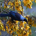 20130915 Tui