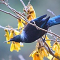 20130915 Tui