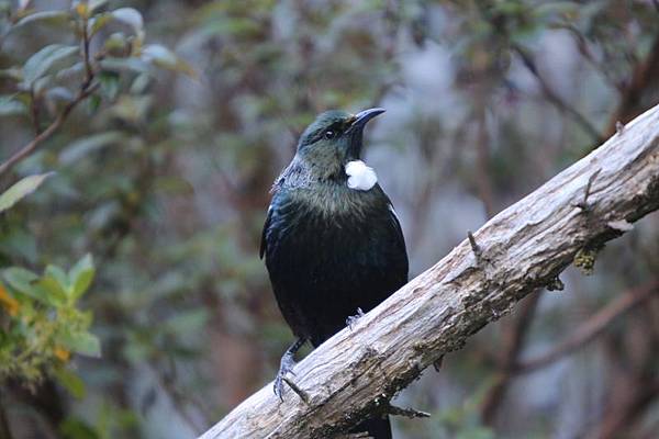 20130915 Tui