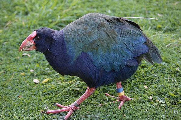 20130922 Takahe