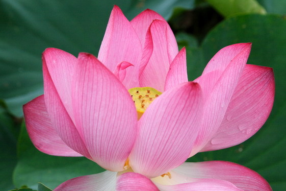 lotus_0003.JPG