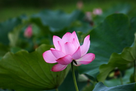 lotus_0022.JPG