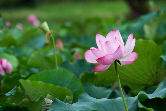 lotus_0029.JPG