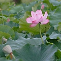 lotus_0031.JPG