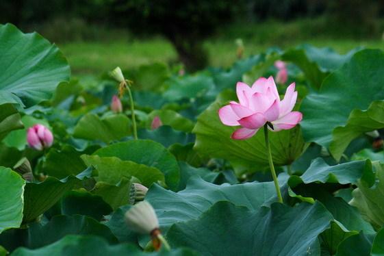 lotus_0032.JPG