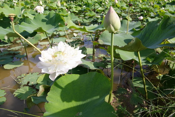 Lotus_w_0003.JPG